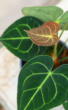 Load image into Gallery viewer, 5 inch Antherium Regal
