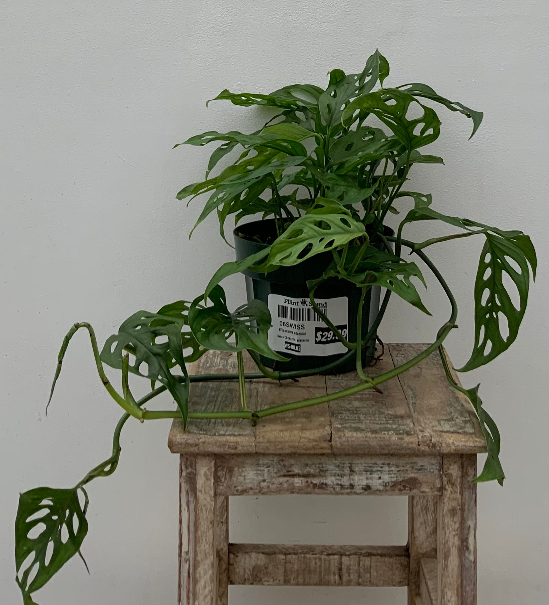Large Indoor Houseplants – The Plant Stand of Arizona