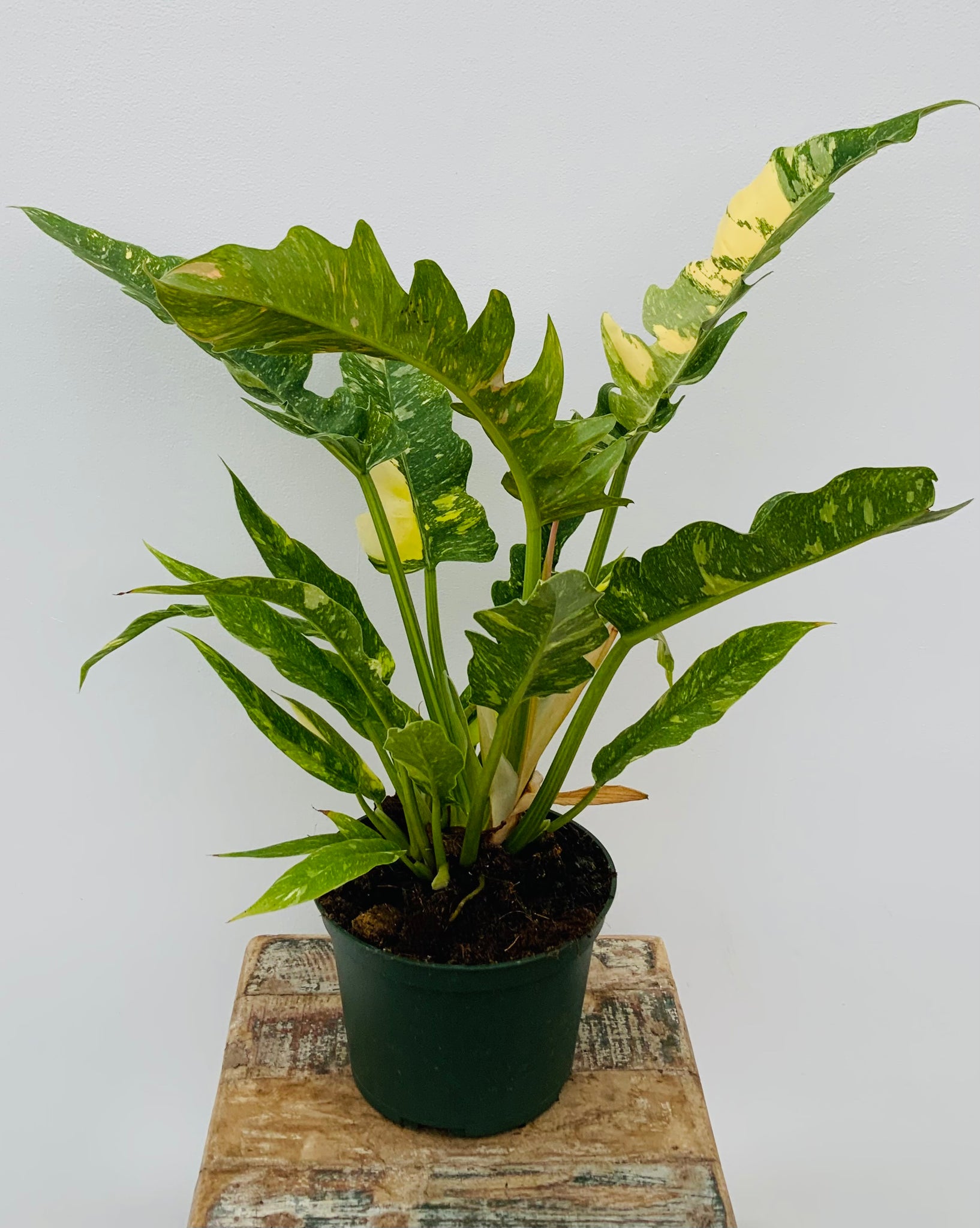 6in Philodendron 'Ring of Fire'