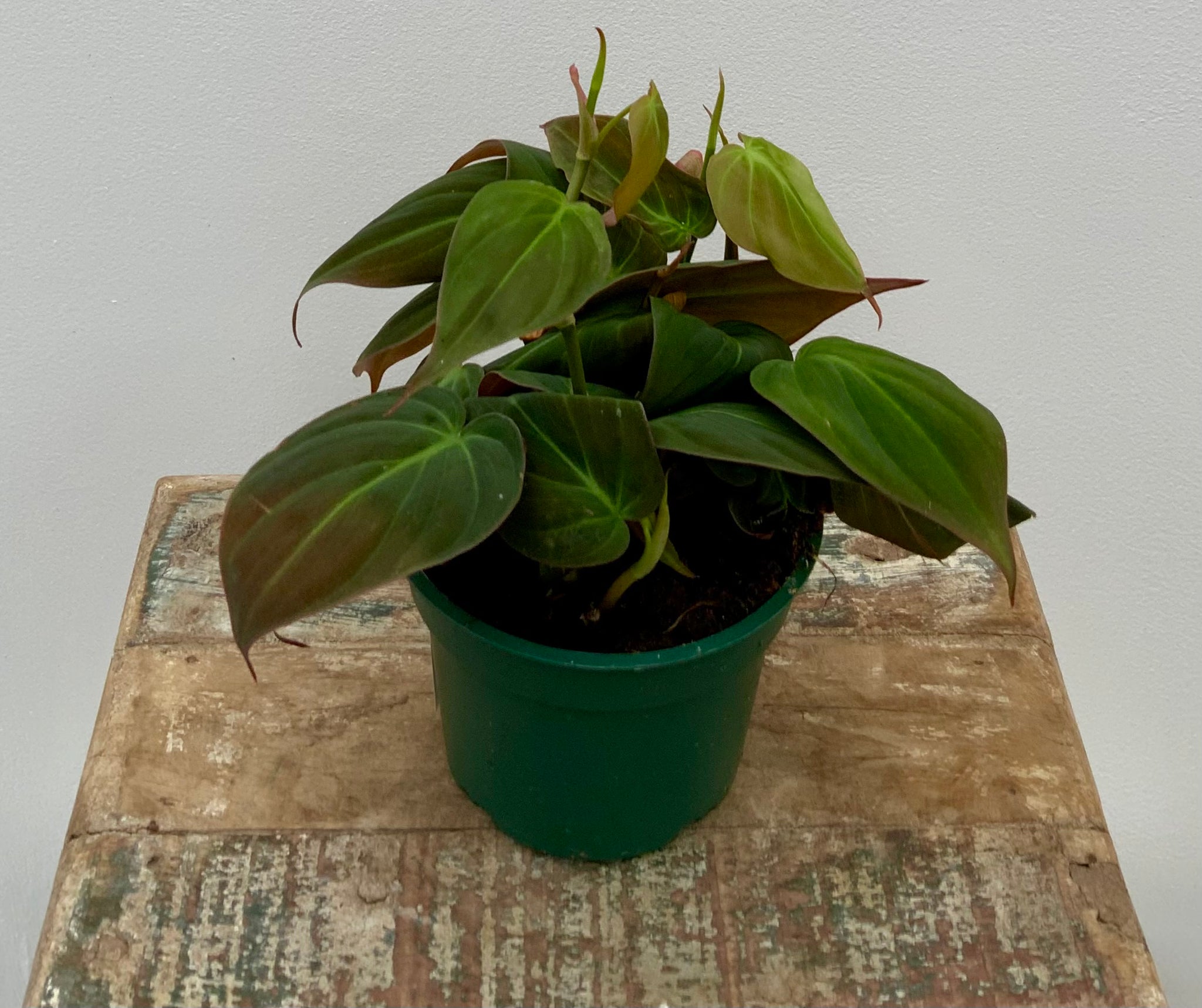 Philodendron ‘Micans’