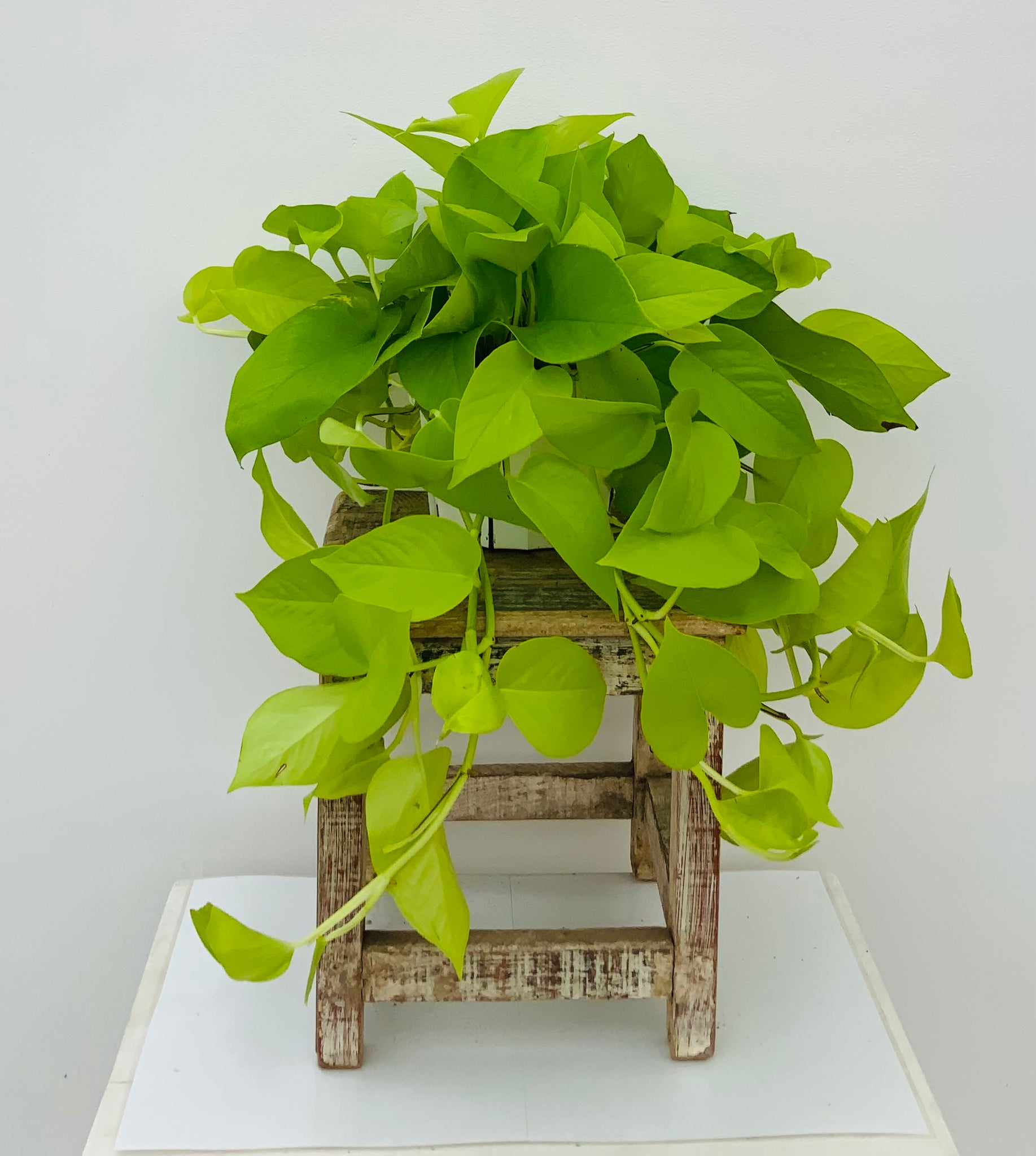 Neon Pothos