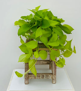 Neon Pothos