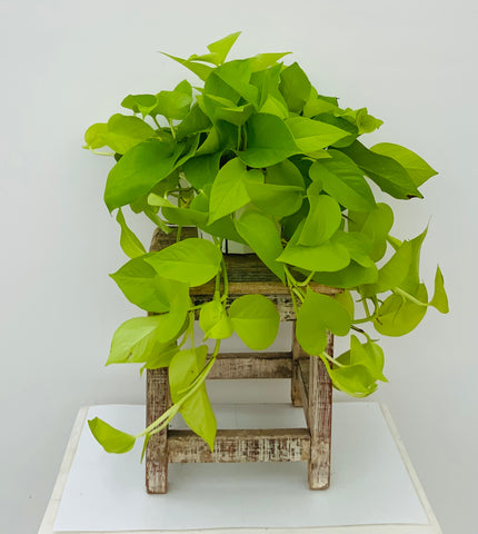 Neon Pothos