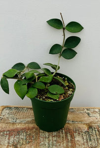 4in Hoya ‘Coin Leaf’