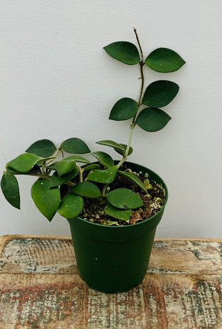 4in Hoya ‘Coin Leaf’
