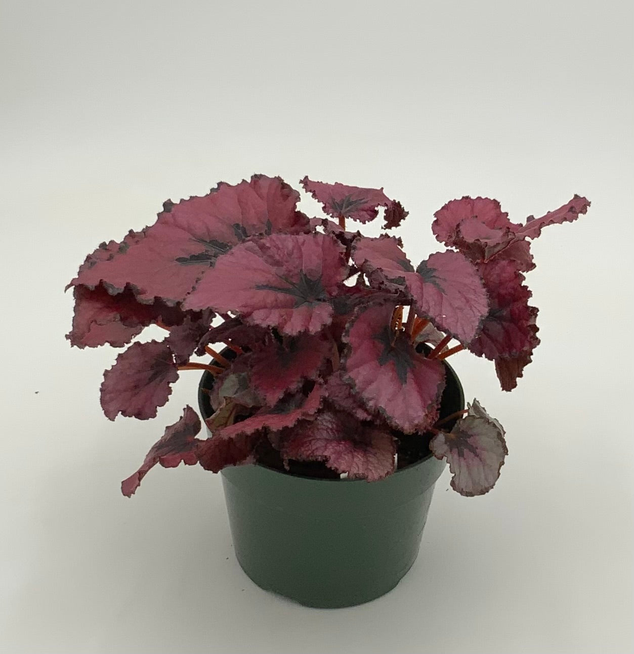 Small Indoor Houseplants – The Plant Stand of Arizona