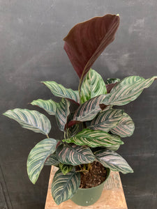 Pinstripe Calathea