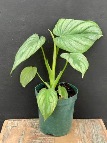 4in Philodendron Mamei ‘Silver’