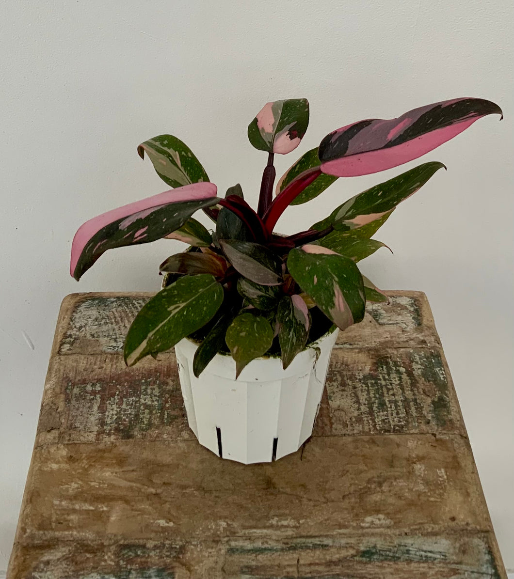 Philodendron Pink Princess