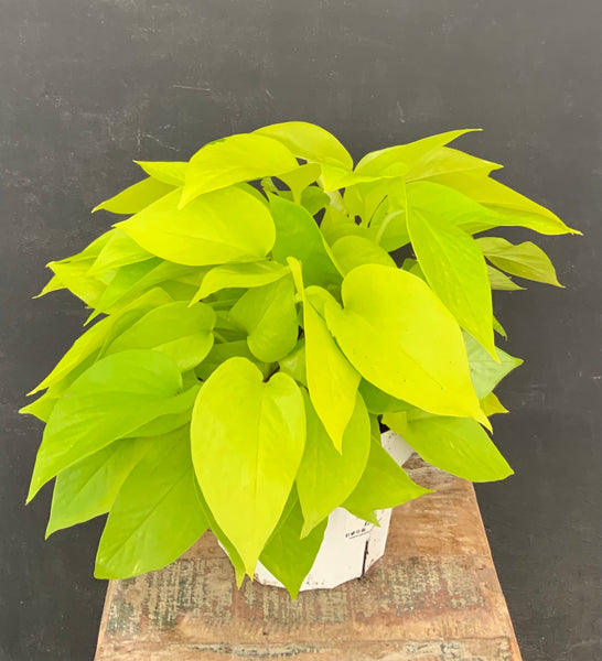 Neon Pothos