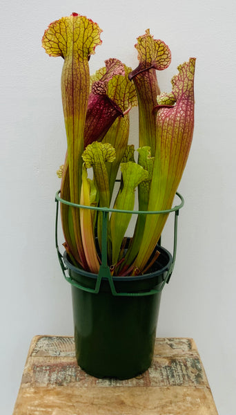 Pitcher Plant ‘White Wizard’
