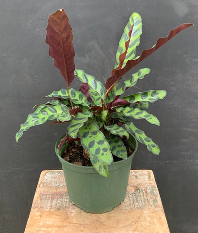 Rattlesnake Calathea