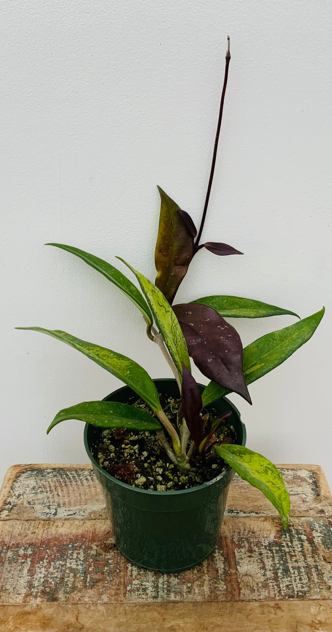 4in Hoya Pubicalyx ‘Red Buttons’ *Fall Sale*🍂🍁