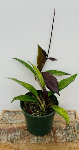 4in Hoya Pubicalyx ‘Red Buttons’