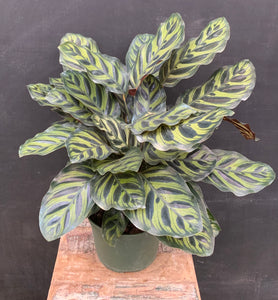 6in Peacock Calathea