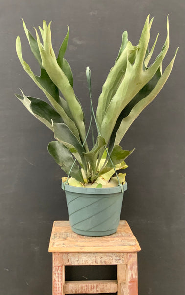 Staghorn Fern