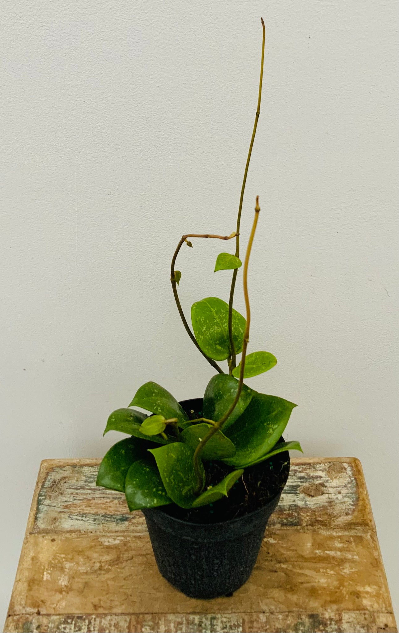 4" Hoya Parasitica Splash