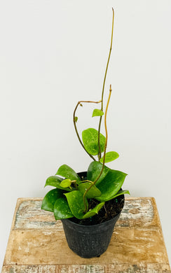 Hoya Potted plant on a wooden surface with a white background
