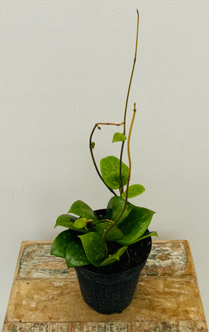 4" Hoya Parasitica Splash
