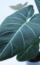 Load image into Gallery viewer, 5in Alocasia Hybrid
