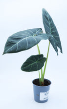 Load image into Gallery viewer, 5in Alocasia Hybrid
