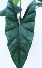 Load image into Gallery viewer, 5in Alocasia Princeps
