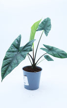 Load image into Gallery viewer, 5in Alocasia Princeps
