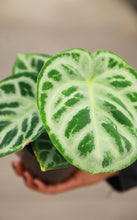 Load image into Gallery viewer, 5 inch Anthurium Dorayaki Crystallinum

