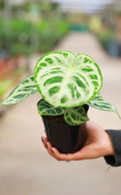 Load image into Gallery viewer, 5 inch Anthurium Dorayaki Crystallinum
