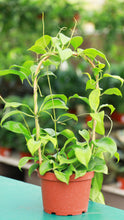 Load image into Gallery viewer, 6 inch Hoya Quinquenervia on Bamboo Hoop
