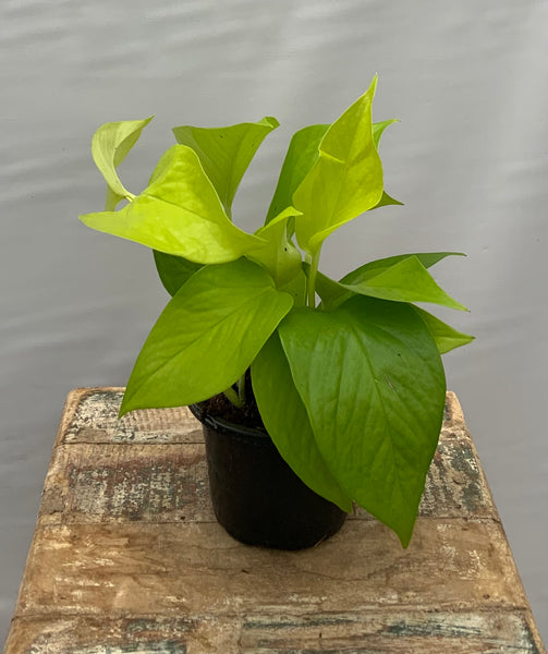 Neon Pothos