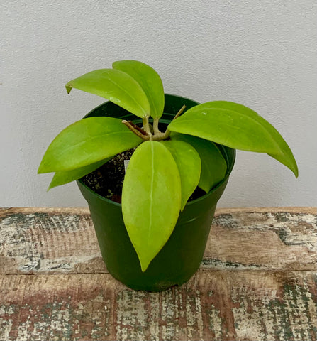 4in Hoya Mindorensis Red