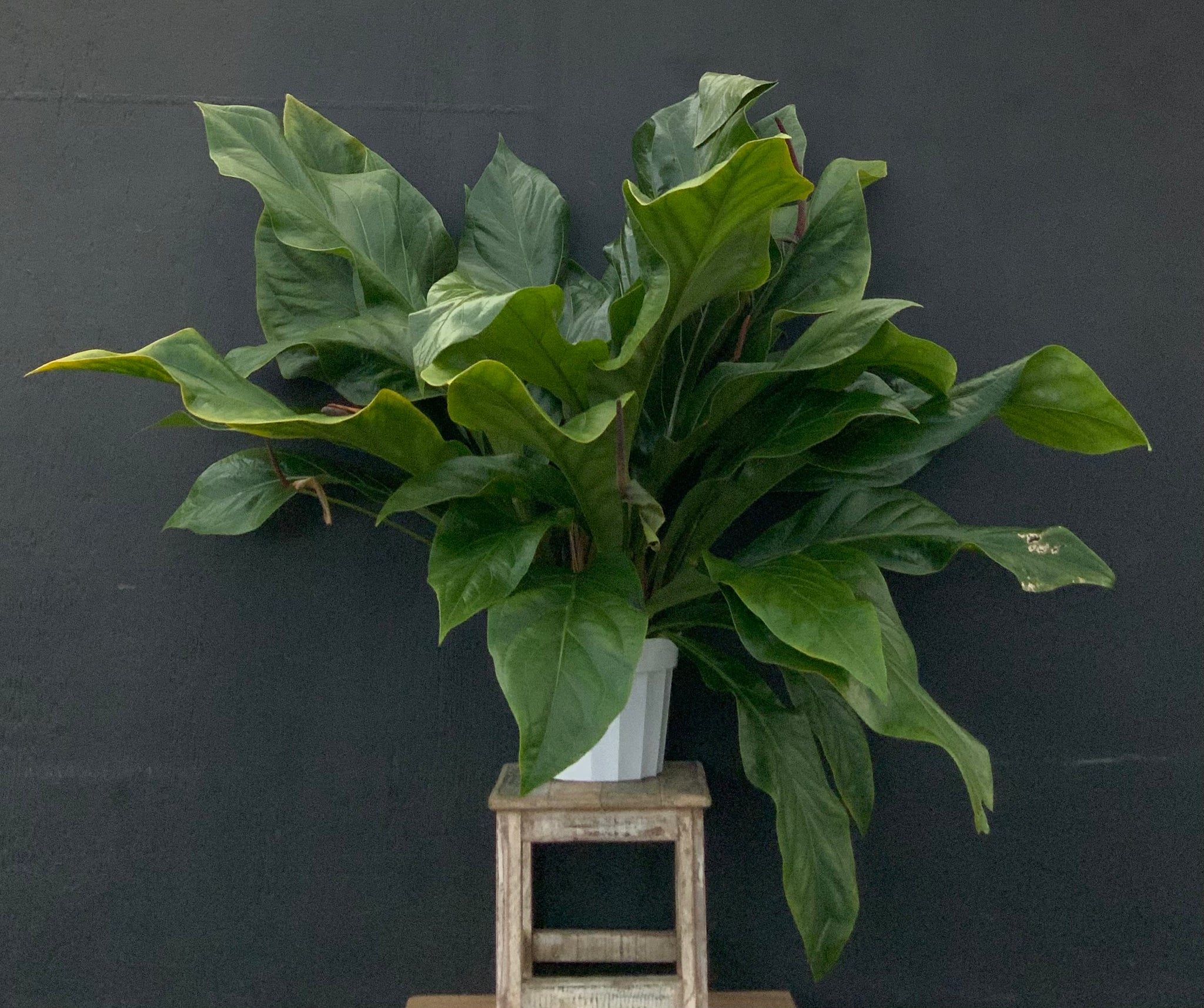 10" Anthurium Jungle Bush