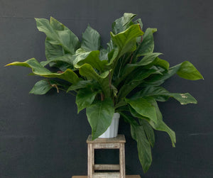 10" Anthurium Jungle Bush