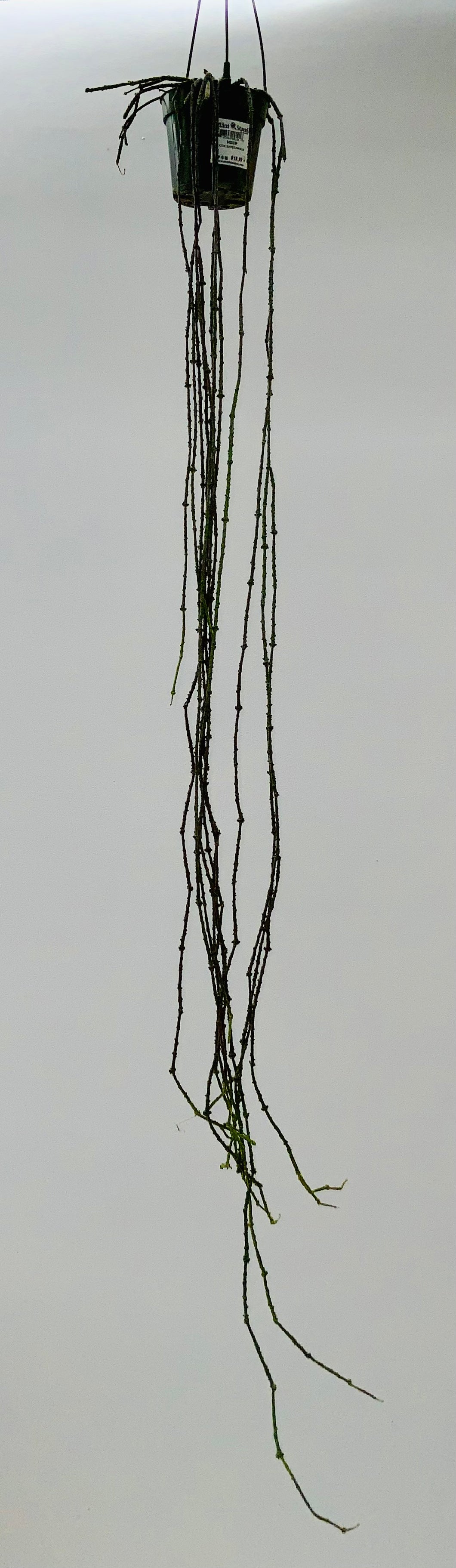 4in Cynanchum Marnierianum ‘ Bundle of Sticks’ Plant
