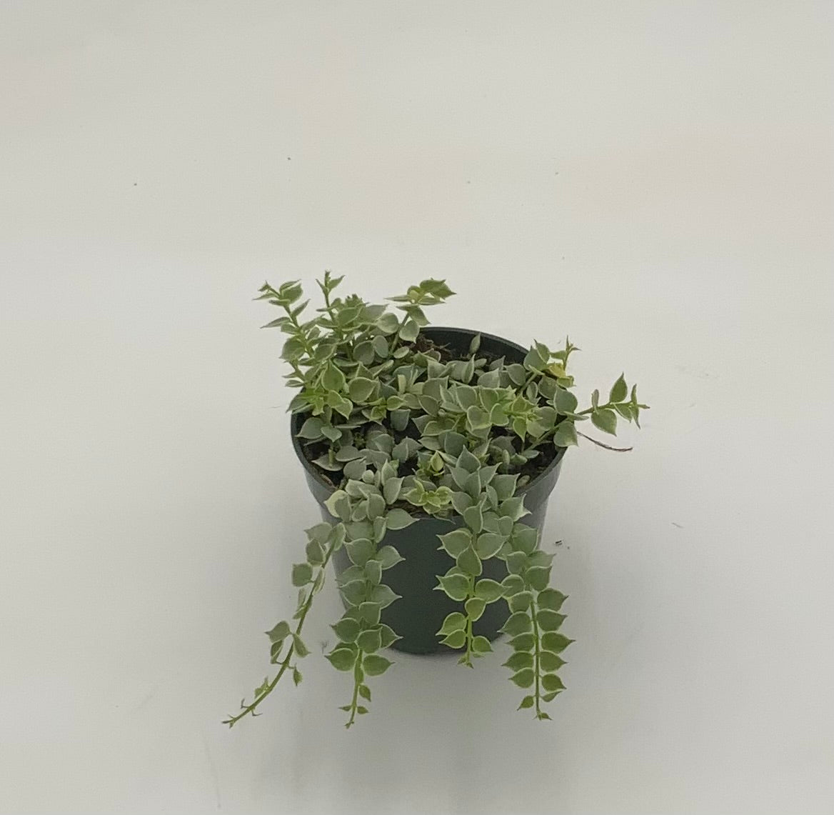 Small Indoor Houseplants – The Plant Stand of Arizona