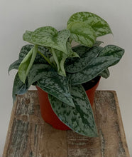 Load image into Gallery viewer, Silver Satin Scindapsus

