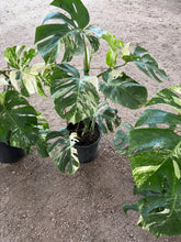 Load image into Gallery viewer, 3 Gallon Monstera Albo *Pre-Order*
