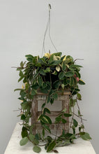 Load image into Gallery viewer, 4in Hoya 'Krimson Queen'
