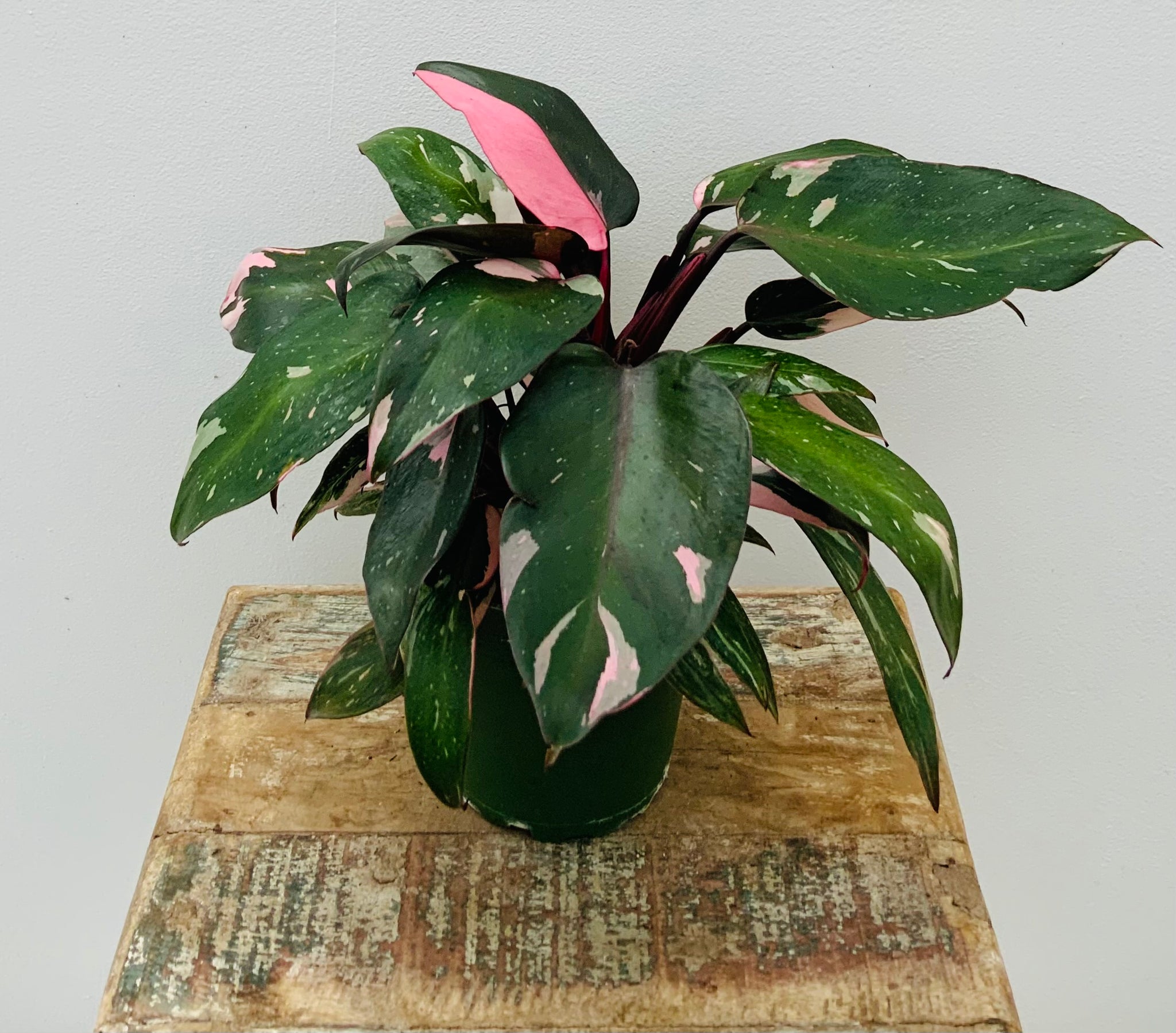 Philodendron Pink Princess