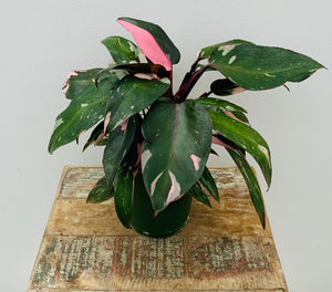 Philodendron Pink Princess