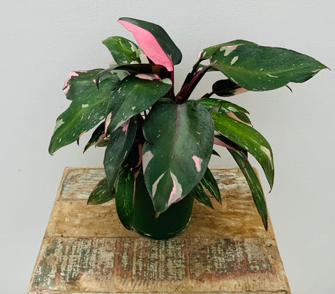 Philodendron Pink Princess