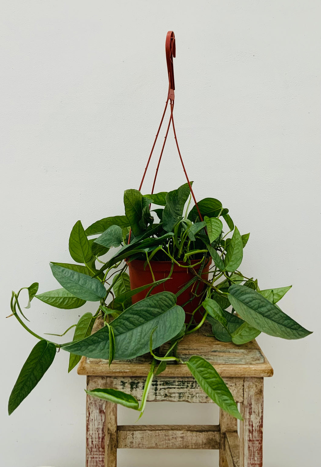 Cebu Blue Pothos