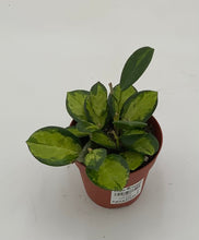 Load image into Gallery viewer, Hoya Australis 'Lisa' Variegated
