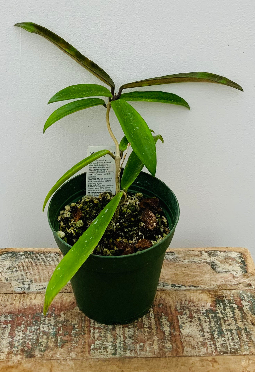 4in Hoya ‘Minibelle’ *Fall Sale*🍂🍁