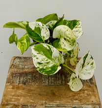Load image into Gallery viewer, Manjula Pothos
