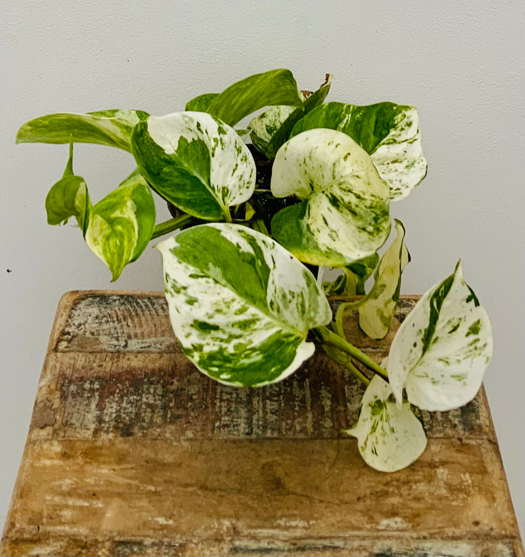 Manjula Pothos