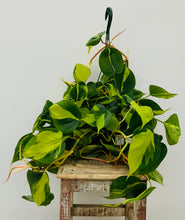 Load image into Gallery viewer, Philodendron 'Brasil'
