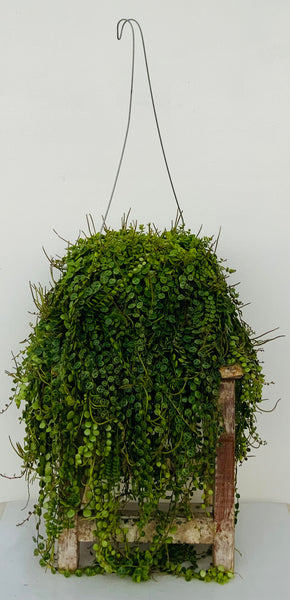 String of Turtles
