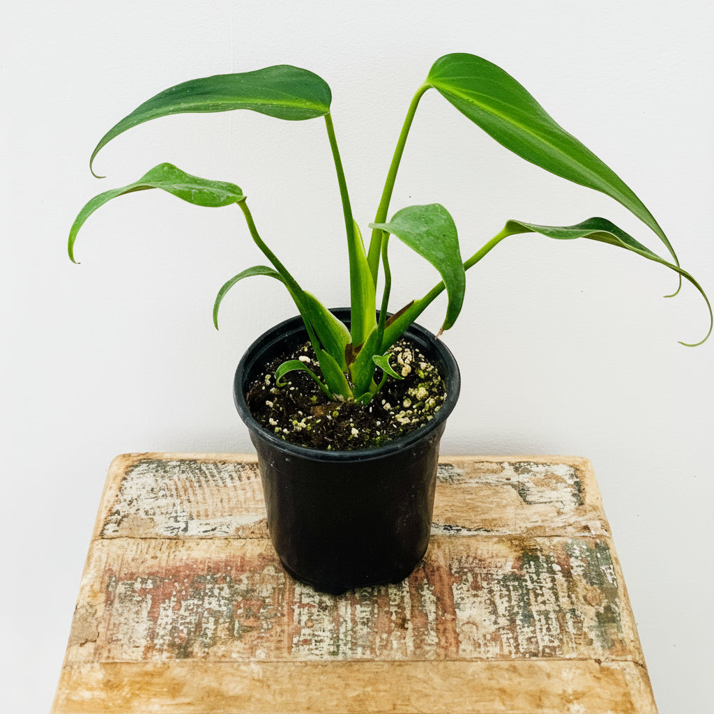 4 inch Monstera ‘ Dilacerata’ Burle Marx Flame